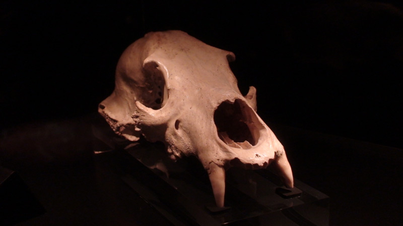 L'ours des cavernes Ursus spelaeus, dont on voit ici un crâne,&nbsp;atteignait 1,3 m de haut au garrot et 3,5 m de haut en position dressée, pour un poids moyen de 450 kg.&nbsp;© Valugi,&nbsp;Wikimedia commons, cc by sa 3.0