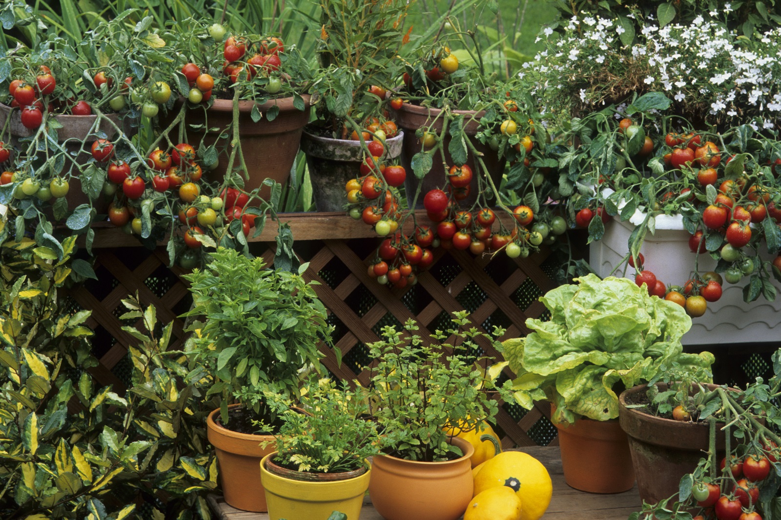 Le bonheur de cultiver des légumes et aromatiques sur un balcon.&nbsp;© PIXATERRA, Adobe Stock