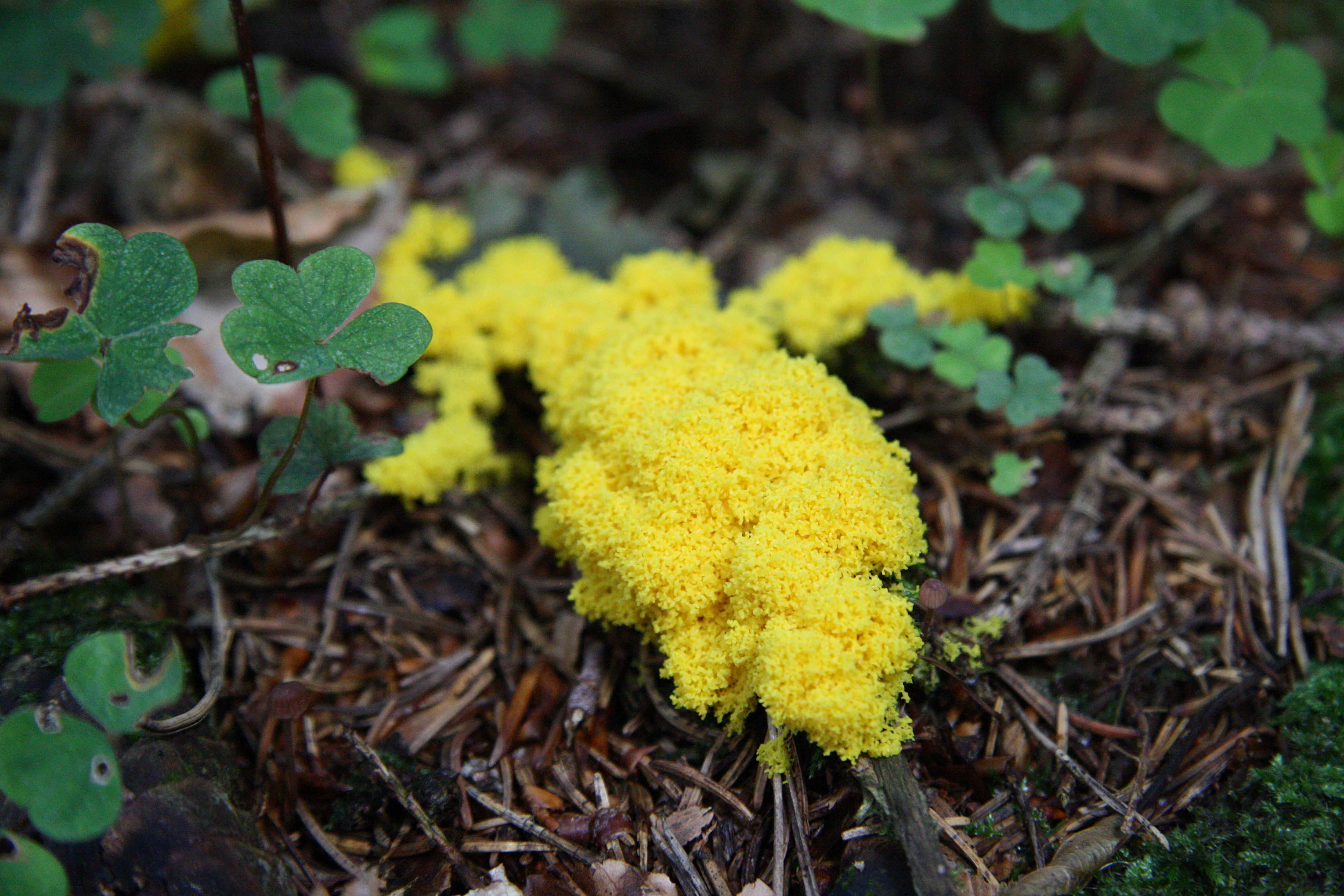 Le blob (Physarum polycephalum) se trouve dans la nature,&nbsp;en milieu humide, dans les sous-bois. © GerritR, Wikimedia Commons, by-sa 4.0