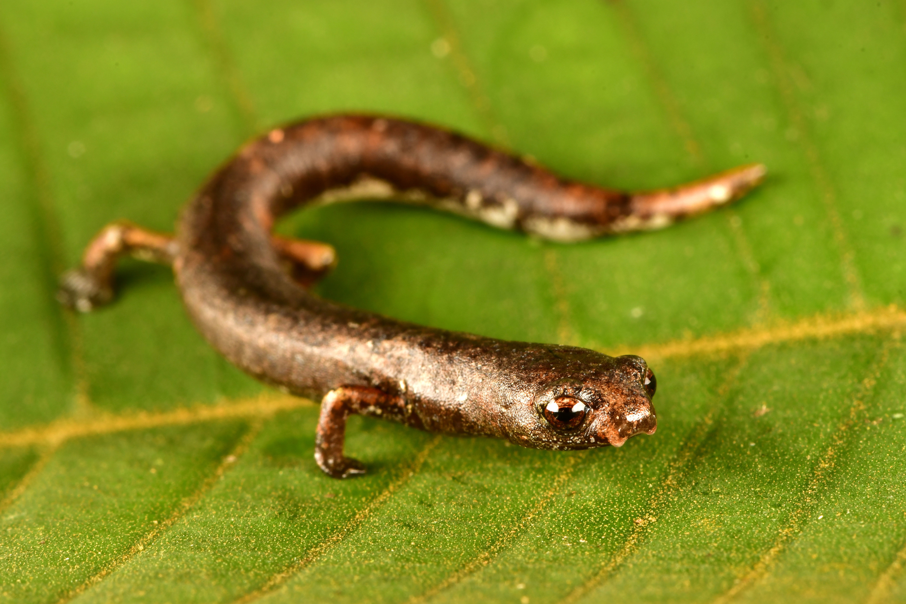 Bolitoglossa sp. est une nouvelle espèce de salamandre qui passe la plupart de son temps dans la végétation basse et les arbustes. Elle appartient à un groupe de salamandres connues sous le nom de salamandres tropicales grimpantes qui attrapent leurs proies avec leur longue langue collante. © Trond Larsen