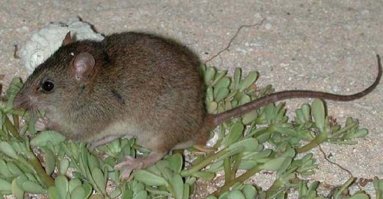 Melomys rubicola est le premier mammifère dont l'extinction est imputée au changement climatique. ©️ Ian Bell, EHP, State of Queensland, CC By 3.0 AU