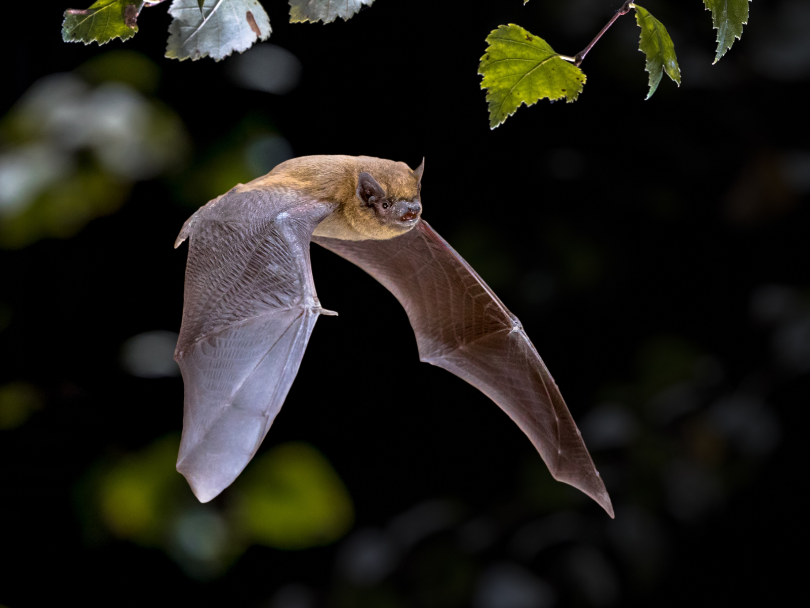 Une pipistrelle en plein vol ! © creativenature.nl, Adobe Stock 