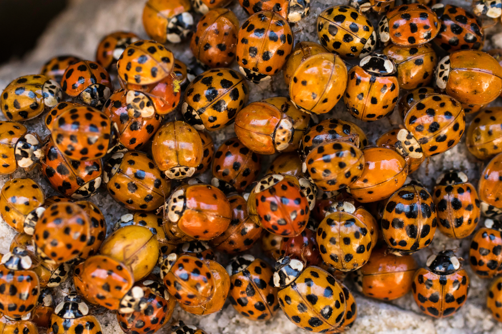 Les coccinelles asiatiques se regroupent souvent, en particulier l'hiver pour se mettre à l'abri. © Hamilton, Adobe Stock 