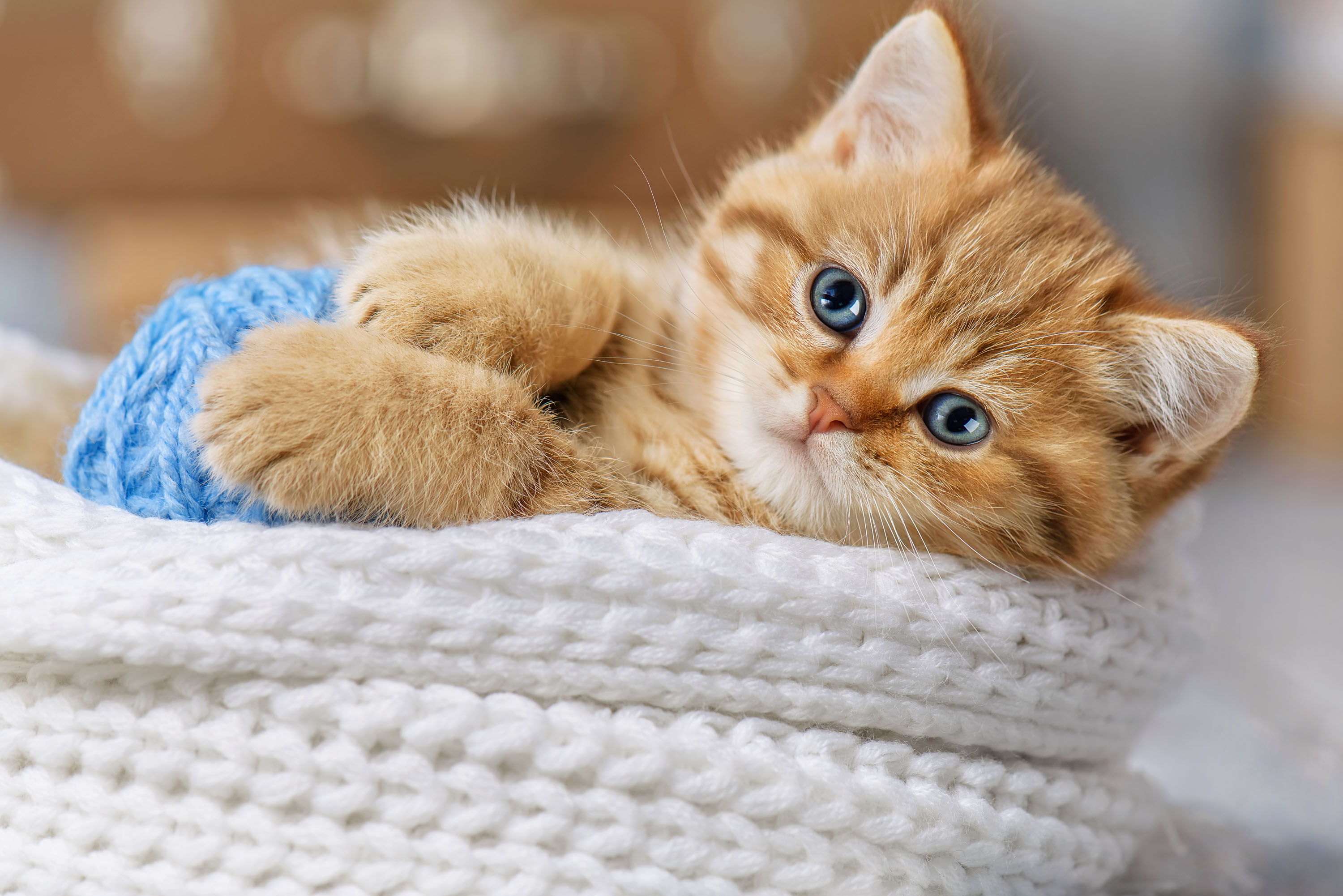 Un chaton roux joue avec de la laine © Alexandr Vasilyev, Adobe Stock