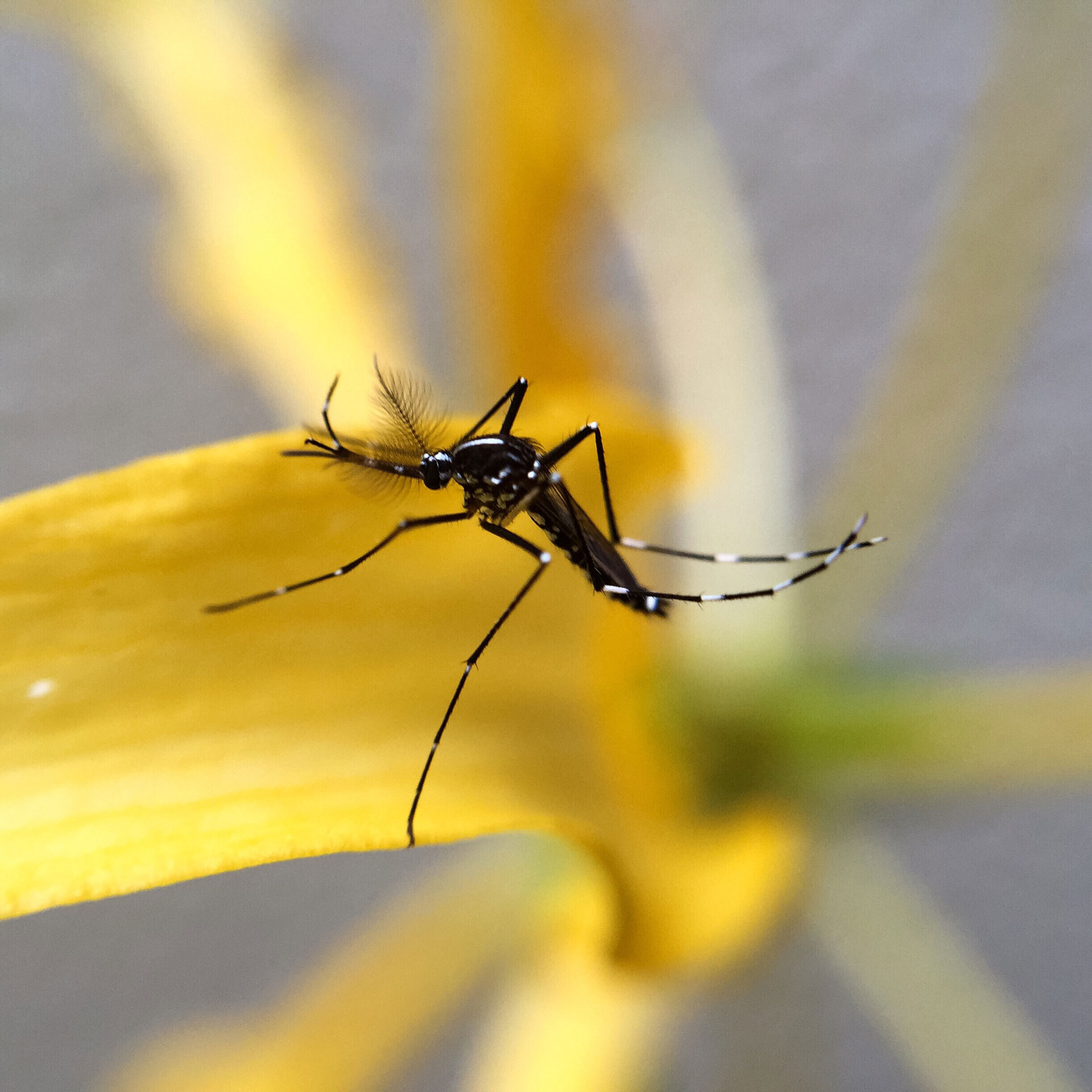 Le virus du Chikungunya se transmet par les moustiques. ©twenty20photos, Envato elements