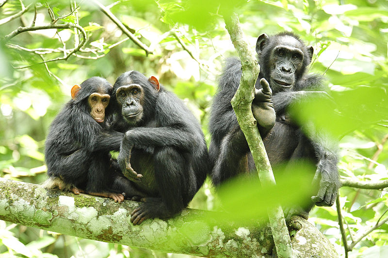 Chez les mâles, les cellules sexuelles produisant les spermatozoïdes se divisent toute la vie et accumulent les mutations. Cette règle vaut pour les humains et pour les chimpanzés mais elle s'applique différemment chez ces deux espèces, pourtant proches. © USAID Africa Bureau, Wikimedia Commons, DP