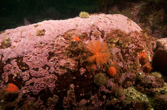 L’algue rouge encroûtante Clathromorphum compactum s’observe dans les régions côtières de l’Atlantique nord, du Pacifique nord et de l’océan Arctique. © Nick Caloyianus