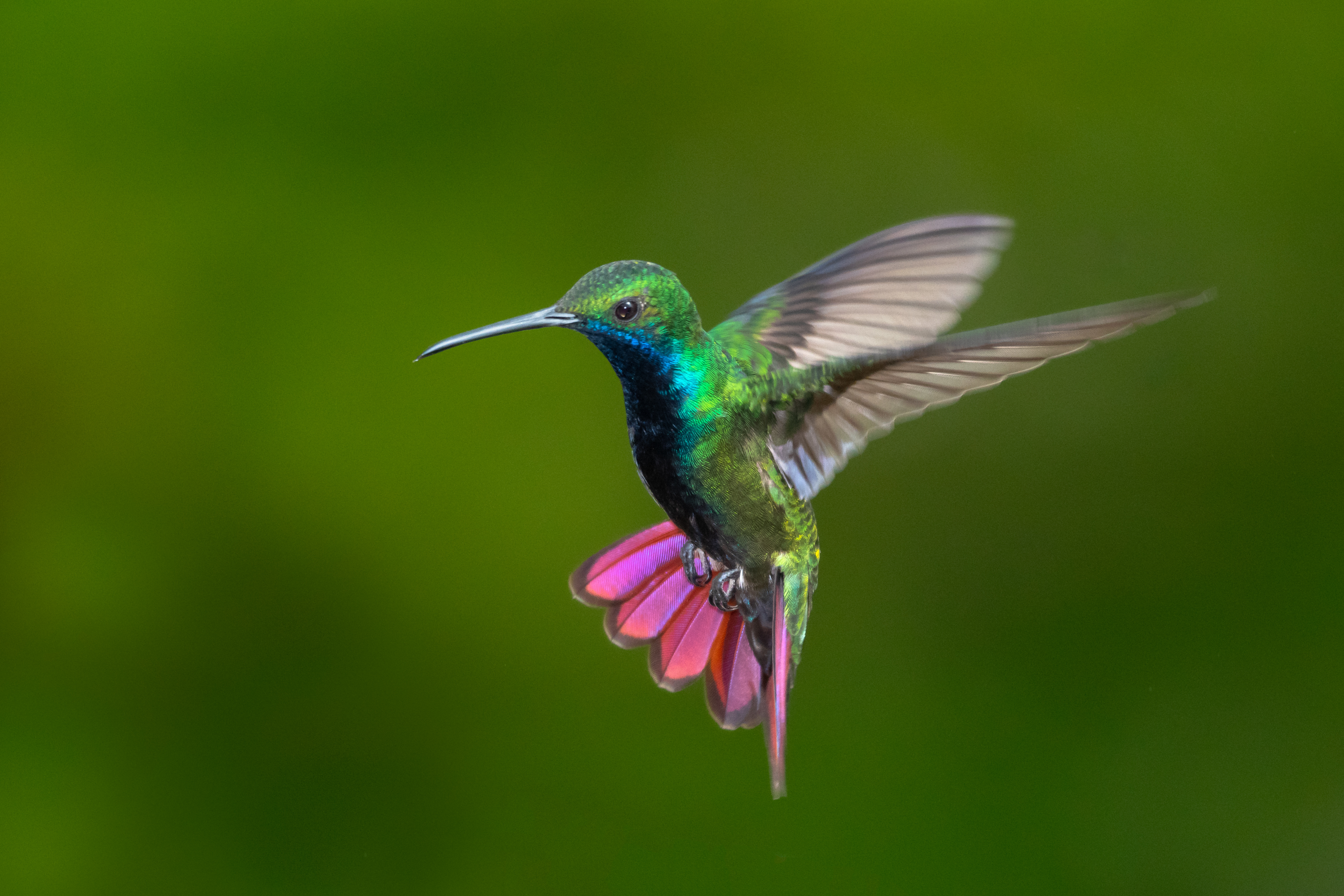 Des chercheurs ont étudié le vol des colibris à travers une cascade. © Chelsea, Adobe Stock