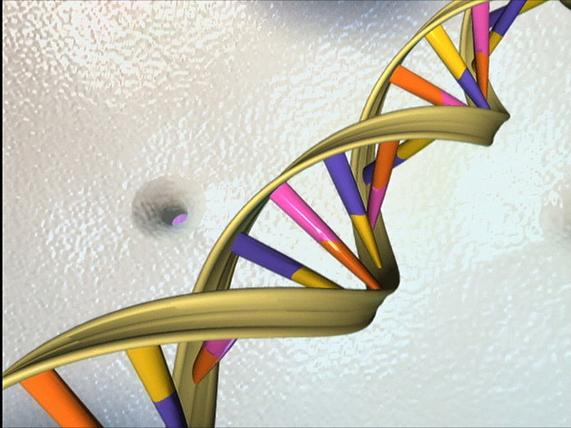 L’entreprise 23AndMe commercialise des tests ADN individuels. Elle a été baptisée de ce nom à cause des 23 paires de chromosomes qui portent l’ADN humain. © NIH, Wikimedia Commons, DP
