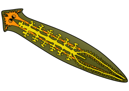Le ver plat du genre Dugesia utilisé dans cette étude. C'est un turbellarié, un groupe de plathelminthes qui, contrairement aux autres (comme le ver solitaire ou la douve du foie), ne sont pas des parasites. © Andreas Neudecker, Wikimedia Commons, cc by sa 3.0