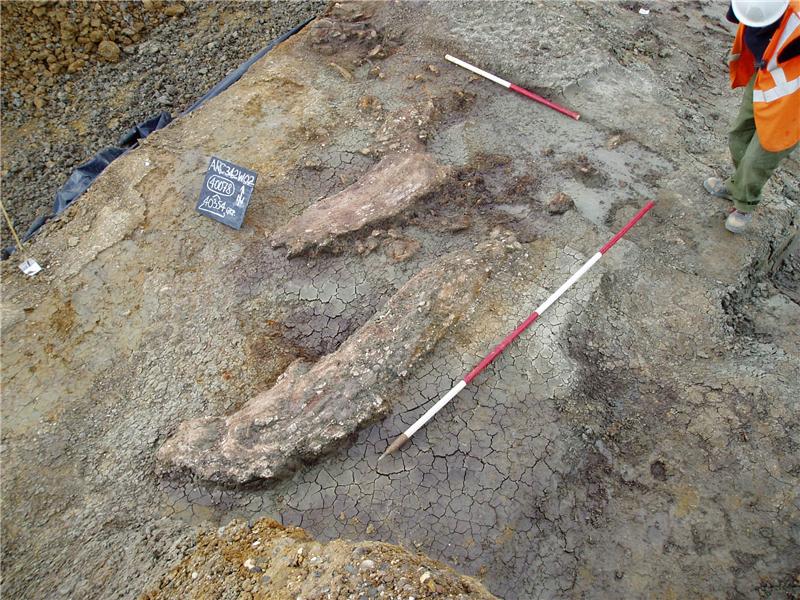 Ces défenses appartiennent à l'éléphant Palaeoloxodon antiquus, découvert en 2003 dans la vallée d'Ebbsfleet, dans le Kent (Royaume-Uni), où il a nourri plusieurs humains du genre Homo. © Université de Southampton
