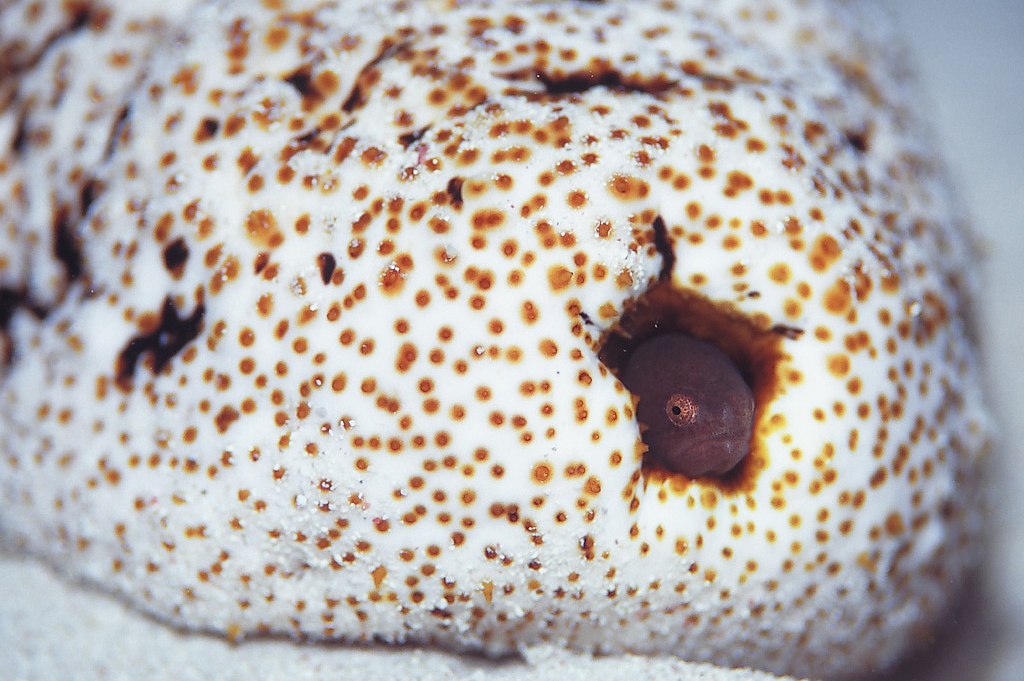 Un E. boraborensis photographié dans l'anus de Bohadschia argus, appelé aussi holothurie léopard. © orangkucing, CC by 3.0