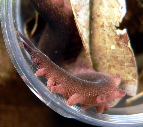 Le premier spécimen de Eoperipatus totoro identifié. © Wikimédia CC by-sa 3.0