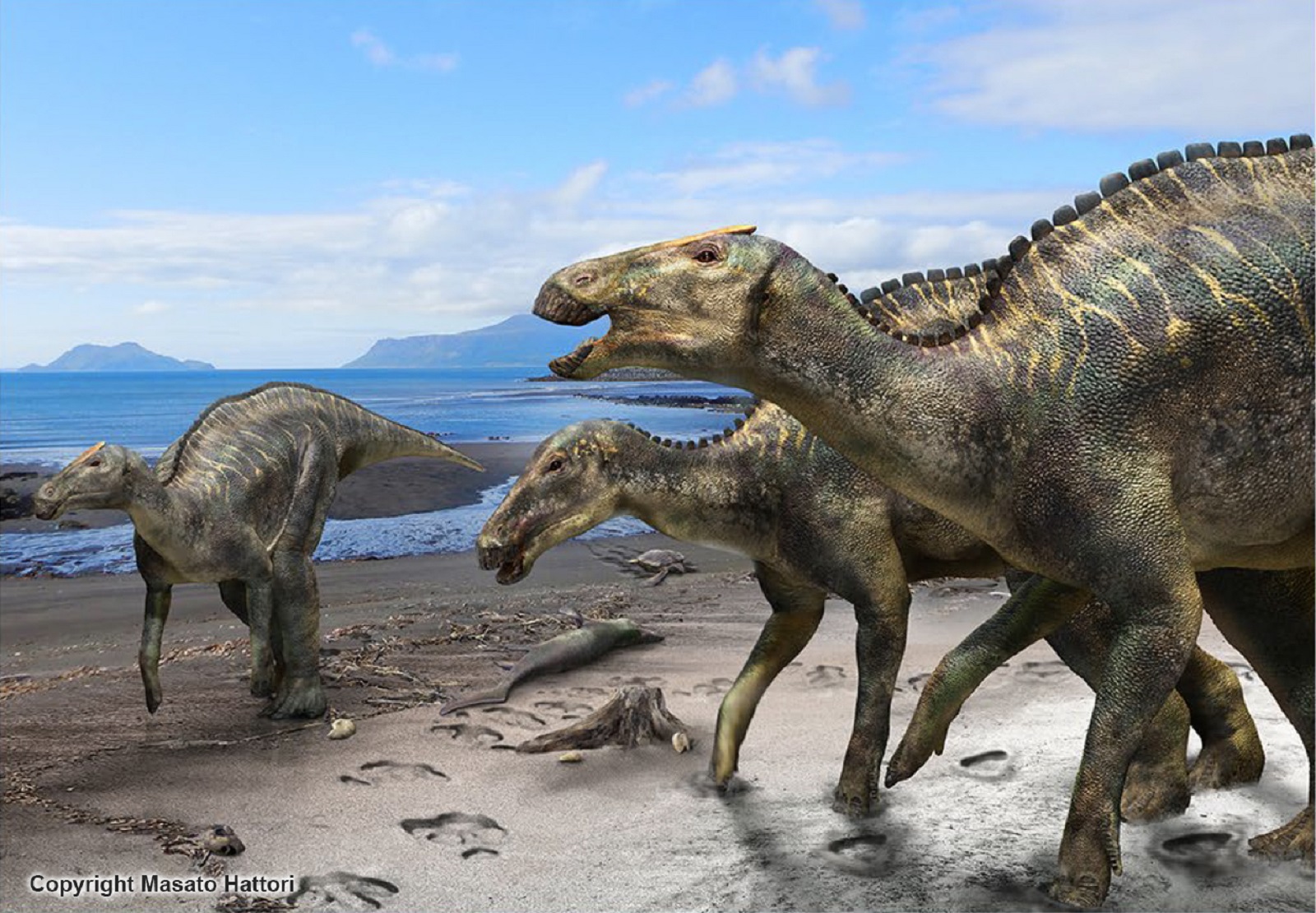 Reconstitution de Kamuysaurus japonicus. © Kobayashi Y. et coll., Scientific Reports 2019