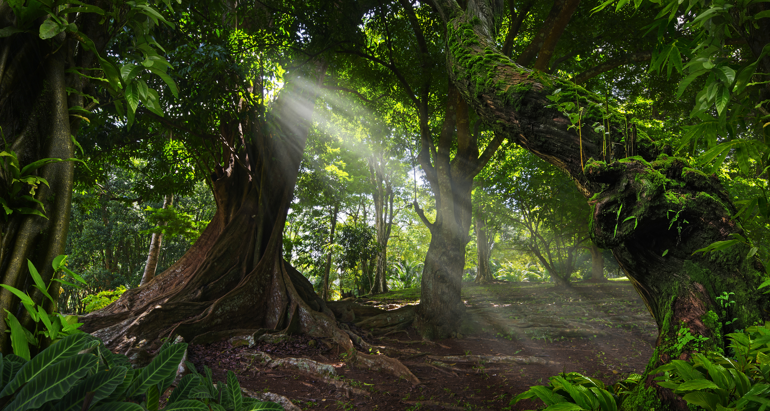 Les piggies ont développé un système de croyance autour des arbres de leur forêt. © quickshooting, Adobe Stock