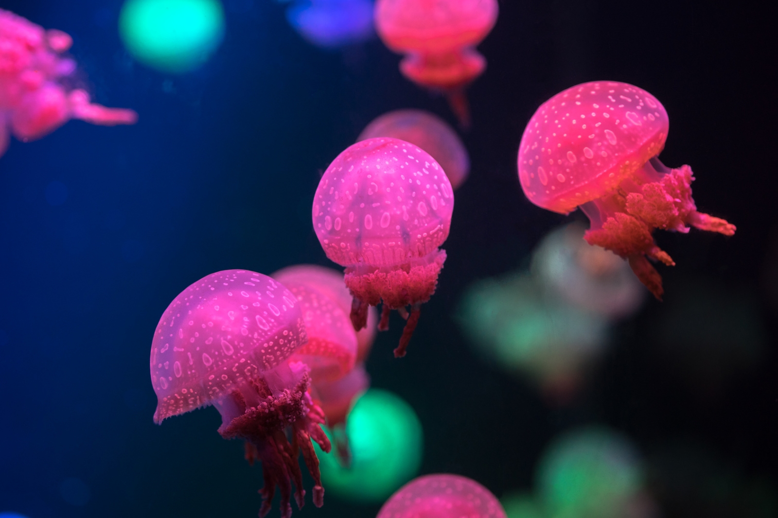 Inspirés des méduses, ces robots dotés de tentacules flexibles se propulsent grâce à un système hydraulique. Mesurant une vingtaine de centimètres, ils pourraient s'insérer dans la flore et la faune sous-marine sans la perturber. © Hanoi Photography, Fotolia