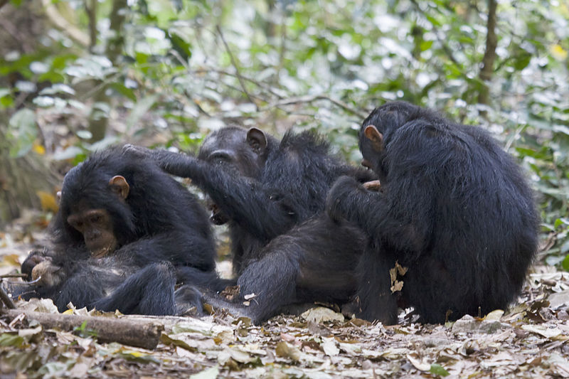 Les chimpanzés du parc Gombe Stream font l’objet d’études menées par l’Institut Jane Goodall. © Ikiwaner,&nbsp;Wikimedia Commons, GNU FDL 1.2