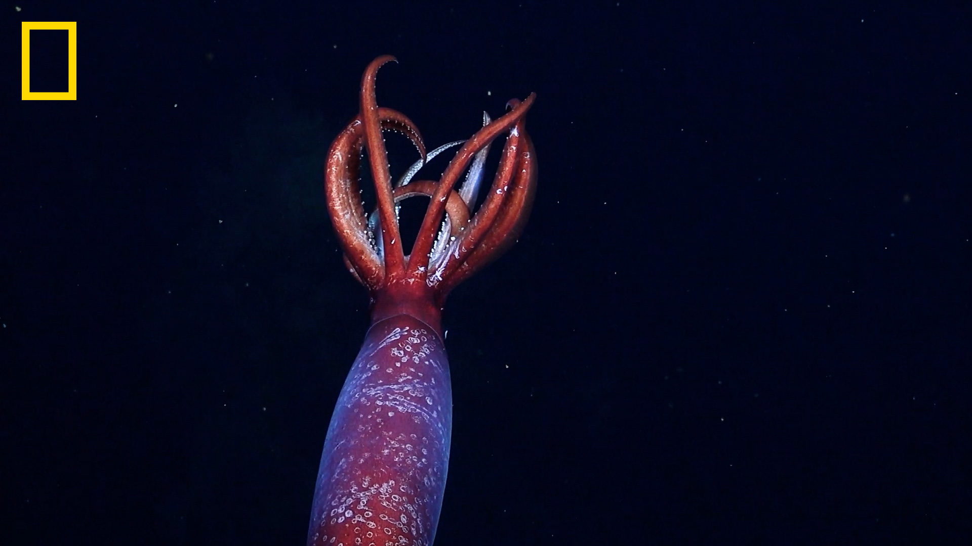 Le calmar a été découvert dans la mer de Weddell. © ROVSuBastian, Schmidt Ocean Institute