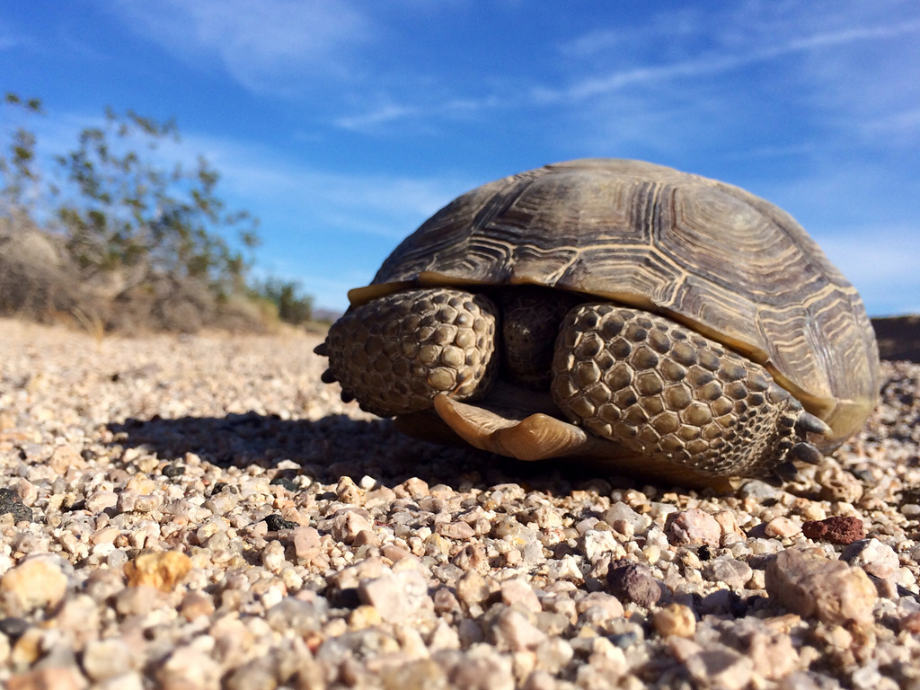 Les tortues du désert&nbsp;Gopherus agassizii vivent 50 à 80 ans. Elles ont un faible taux de reproduction, mais leur fertilité ne fait qu'augmenter avec l'âge de l'animal.&nbsp;© mikebaird, Flickr, cc by 2.0