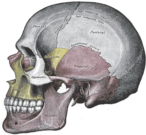 Position de l’os nasal (en rose au niveau du nez). La présence de cet os est recherchée dans le cadre du dépistage prénatal de la trisomie 21. © Henry Vandyke Carter — Henry Gray (1918) Anatomy of the Human Body, Wikimedia Commons, DP