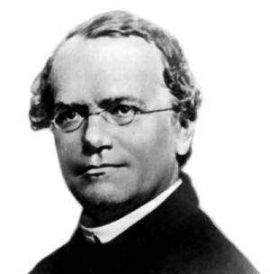 Gregor Mendel © Wikipedia, Domaine public