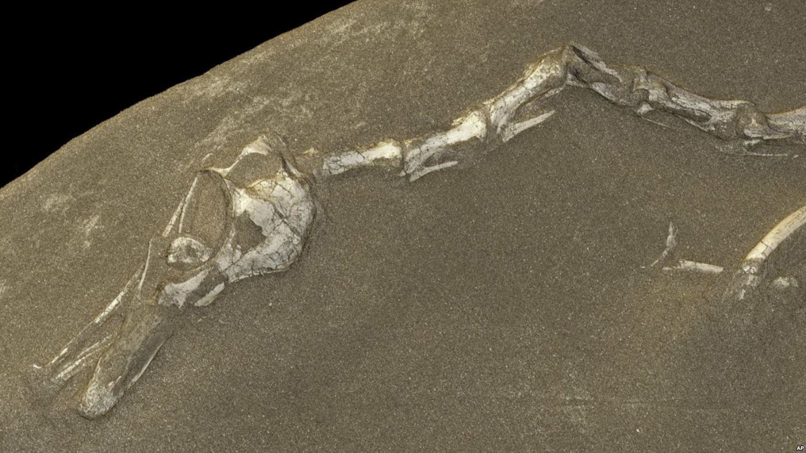 Un zoom sur la reconstitution en 3D de Halszkaraptor escuilliei. © ESRF Paul Tafforeau