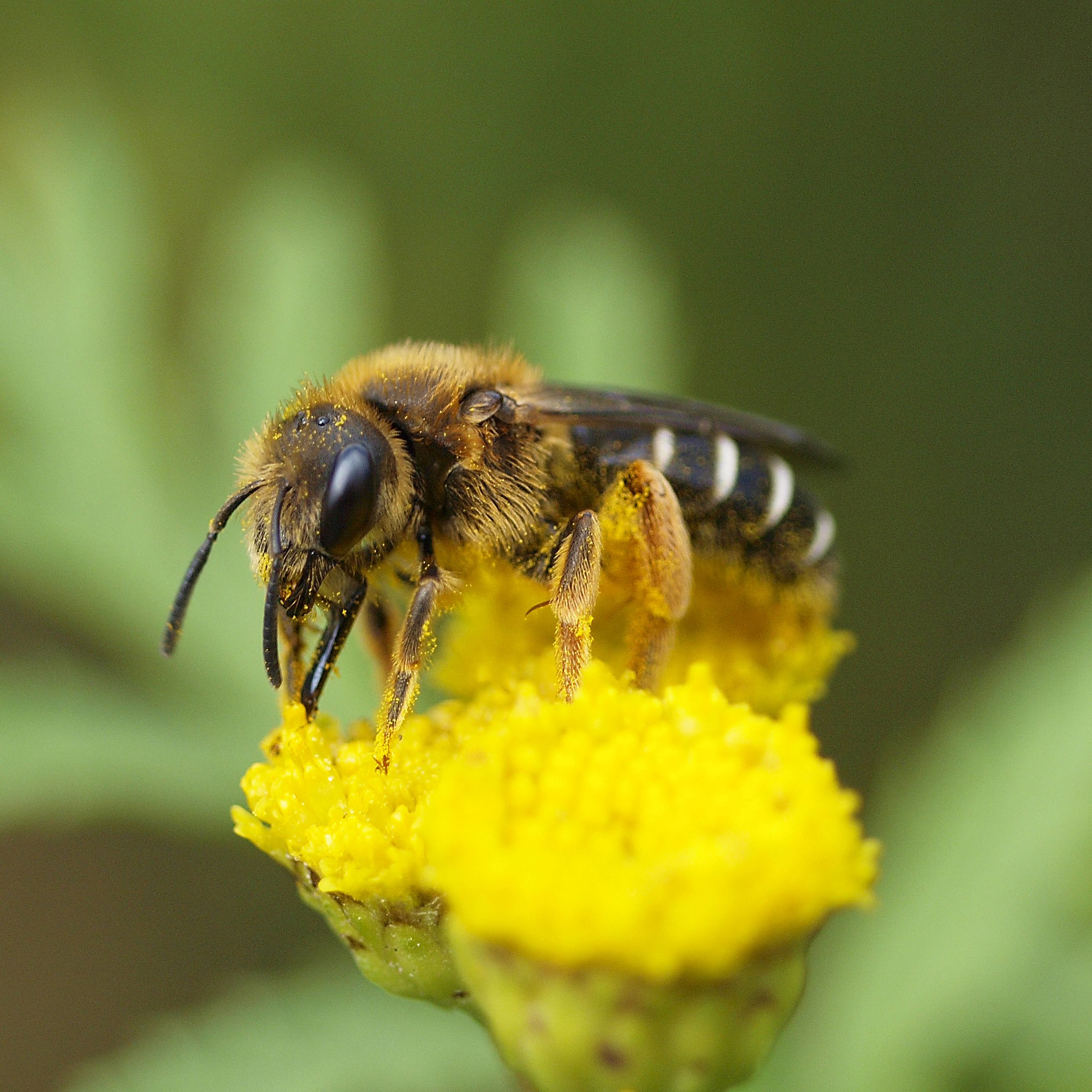 Une abeille de la famille de Halictidae. Ici Halictidae rubicundus. © linsepatron, Wikimédias, CC by-sa 2.0