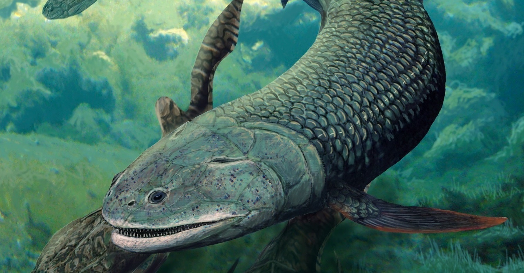 Découverte d'une nouvelle espèce de poisson ayant vécu il y 380 millions d'années. © Dr Brian Choo, Flinders University