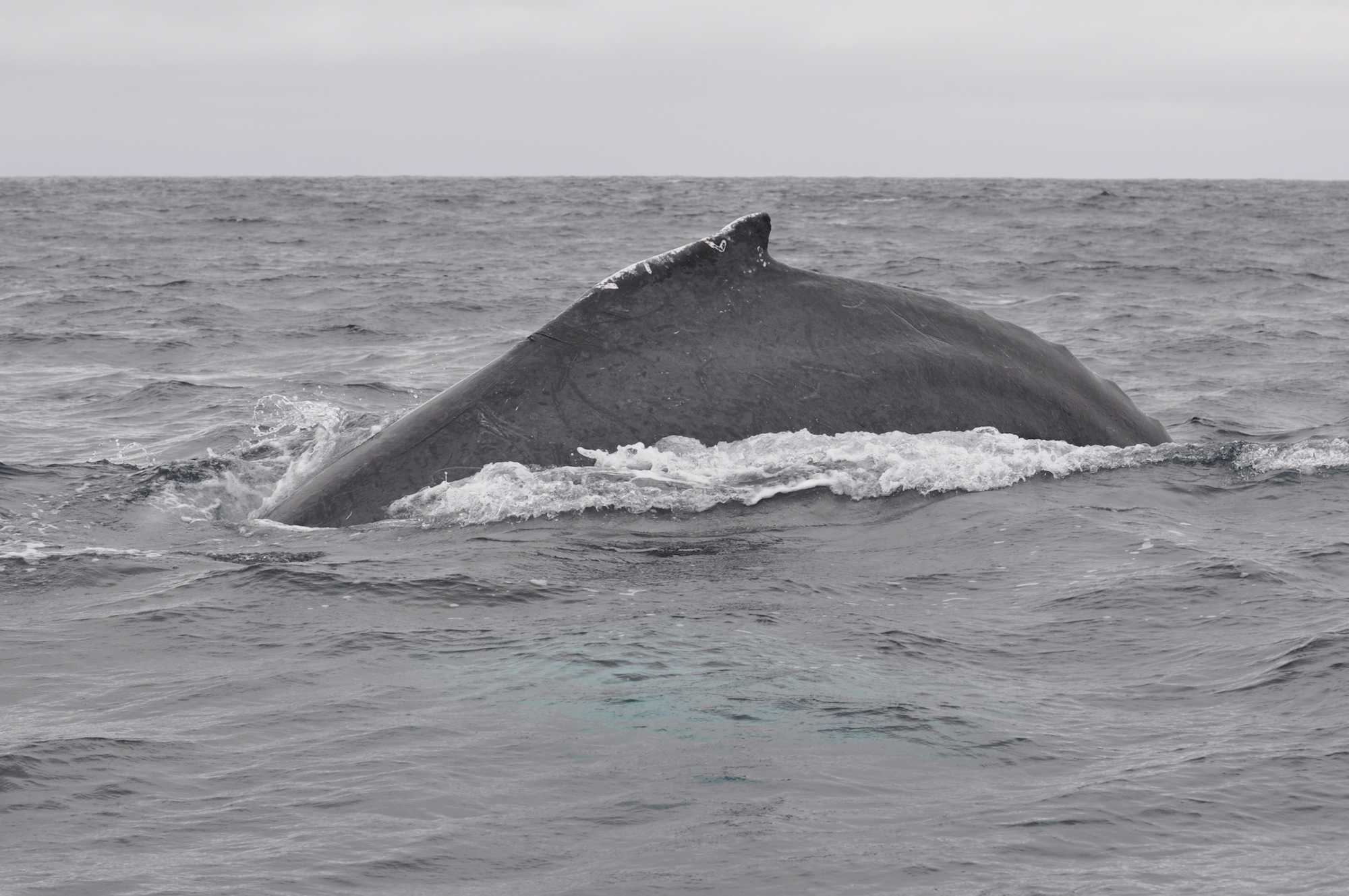 Plongez à dos de baleine en Antarctique
