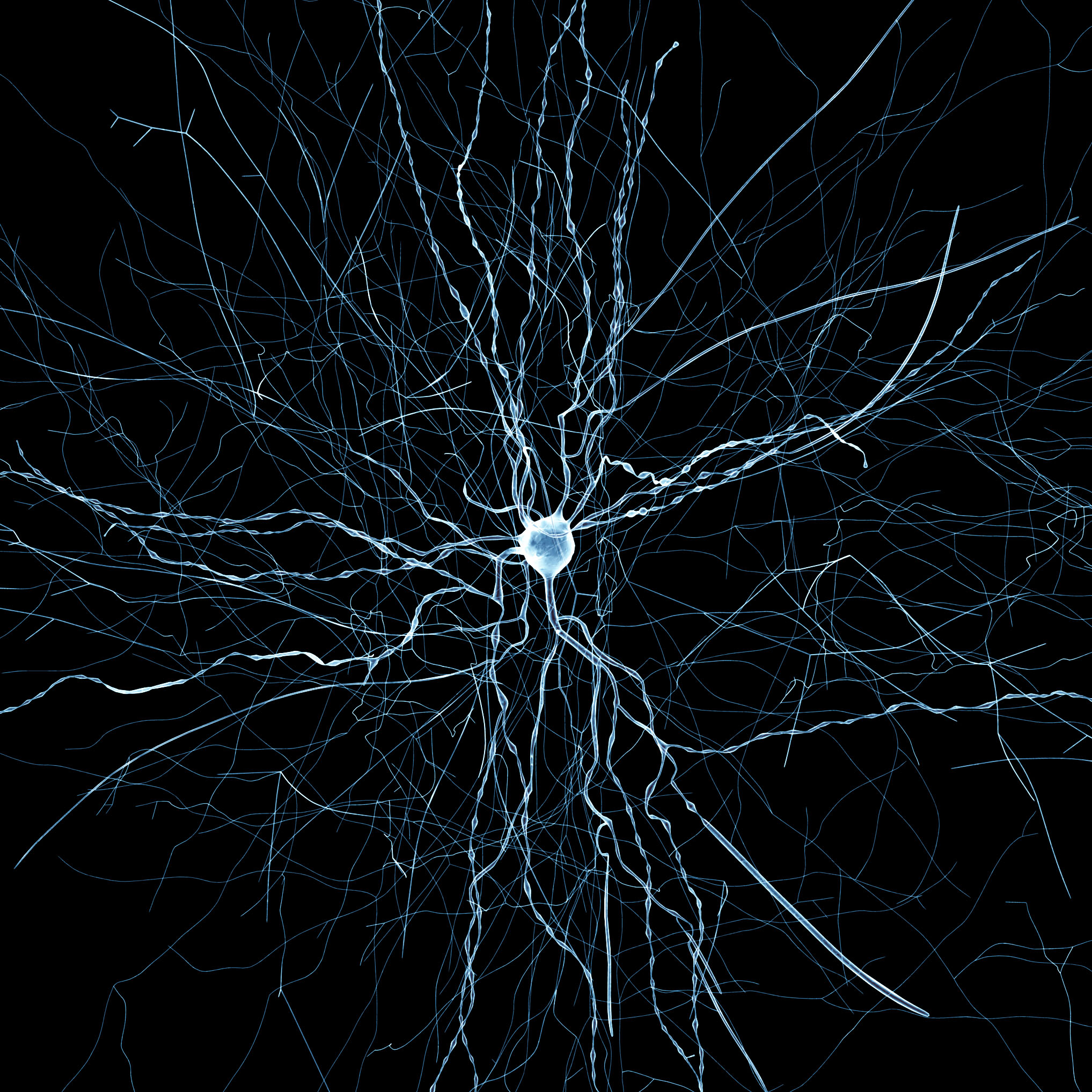 Des chercheurs ont modélisé les réseaux neuronaux dans une partie du cerveau du rat. © EPFL