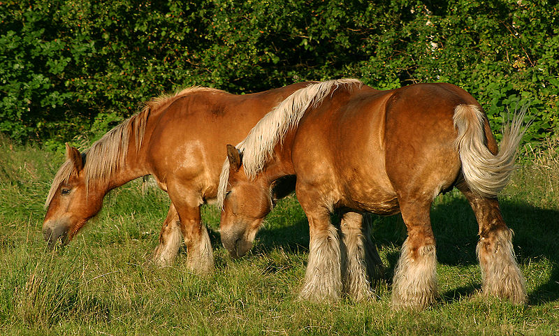 Les chevaux utiliseraient différents signaux visuels : l’orientation de la tête, les yeux, mais aussi les oreilles. © Malene Thyssen, Wikimedia Commons, cc by sa 3.0