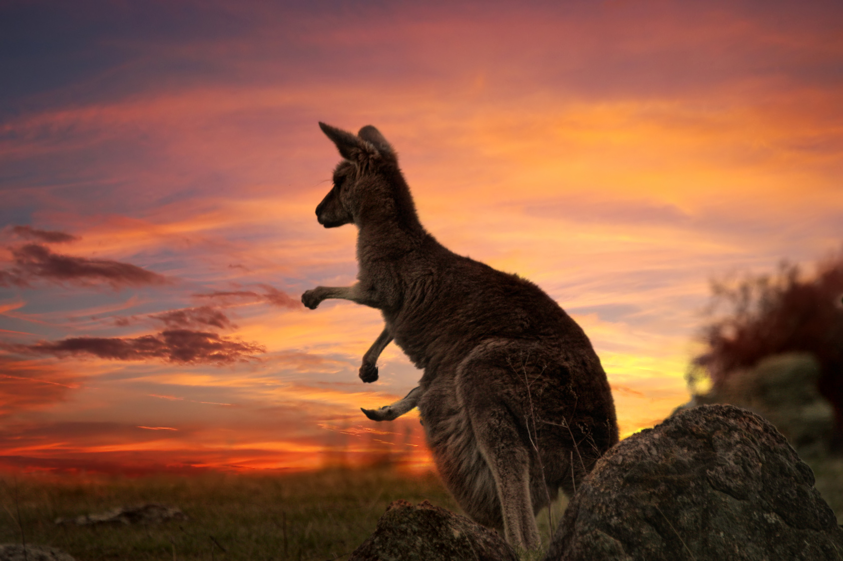 La population de kangourous géants compte plusieurs millions d'individus. © Leah-Anne Thompson, fotolia