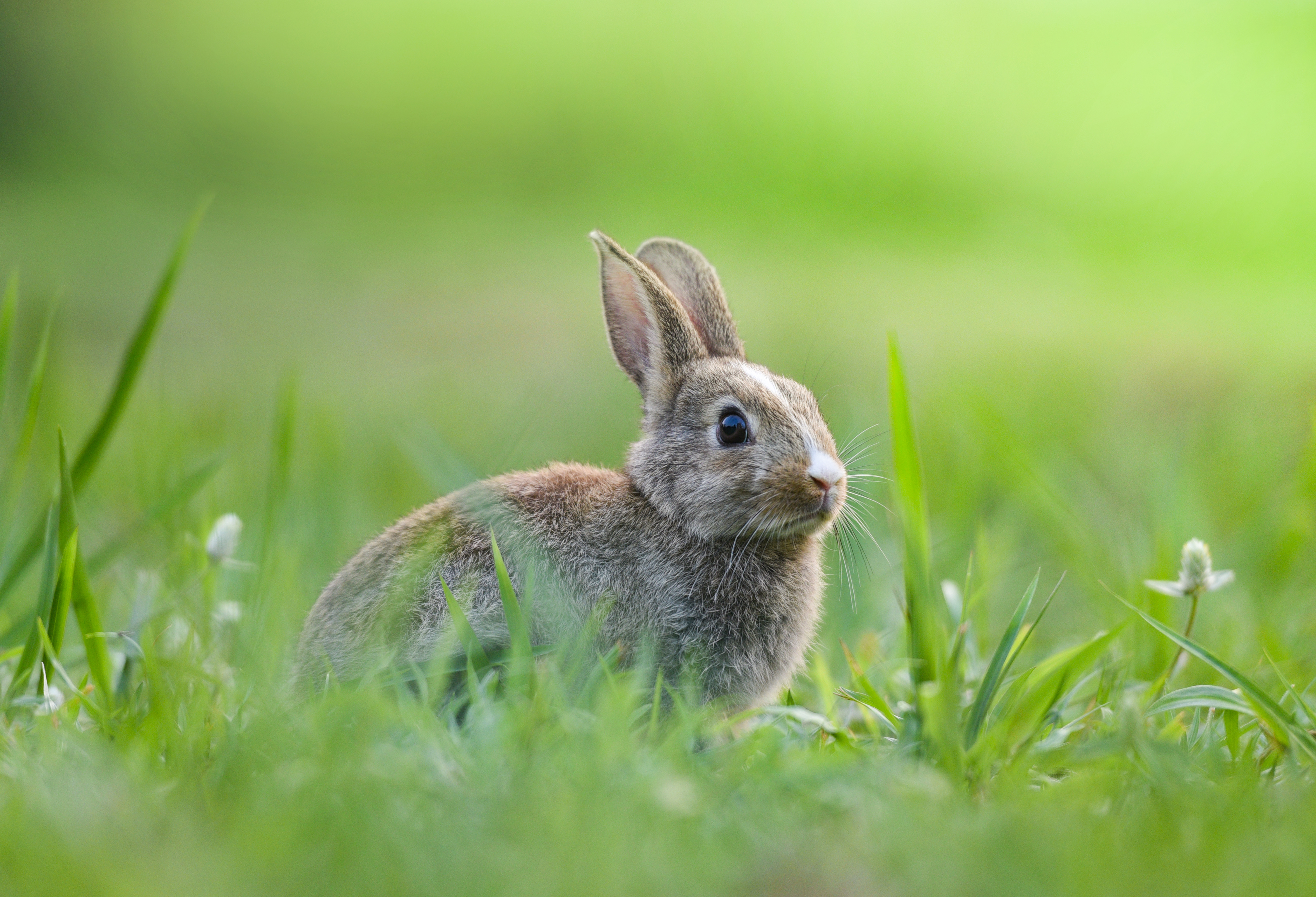 Le lapin, herbivore, est un consommateur primaire. © Engdao, Adobe Stock