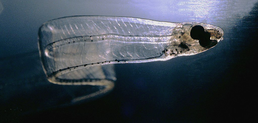 Un leptocéphale (stade larvaire) de congre. Il mesure 7,6 cm. © Uwe Kils, Wikimedia Commons, CC By-SA 3.0