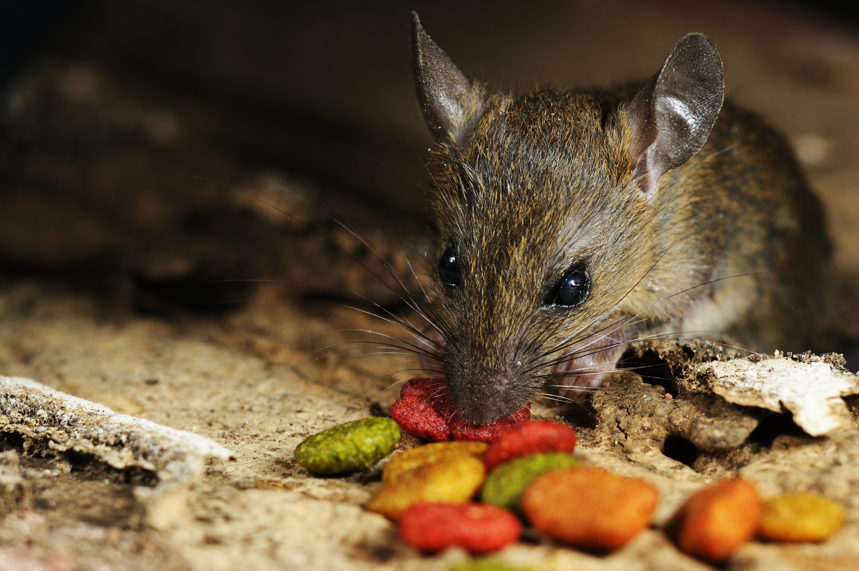 Les rats et la peste. © yadamons, Fotolia
