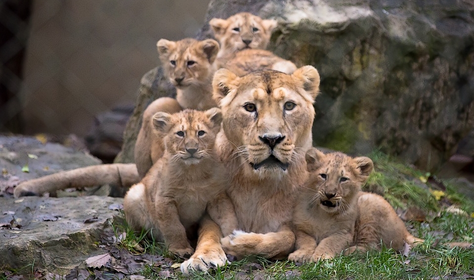 La lionne Sita et ses quatre lionceaux, nés au parc zoologique et botanique de Mulhouse. © Dominique Villiseck