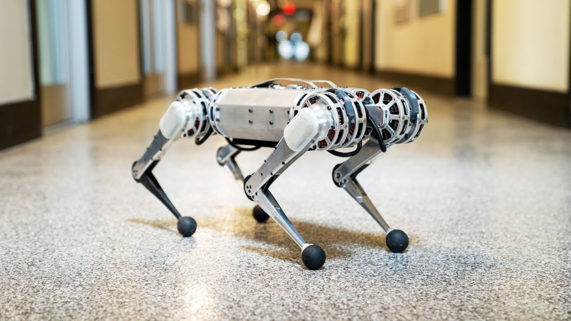 Le mini Cheetah mis au point par les chercheurs du Massachussets Institute of Technology (MIT, États-Unis) est le premier robot à quatre pattes à se montrer capable d'effectuer un backflip. Un salto arrière, si vous préférez. © MIT