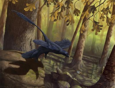 Le&nbsp;Microraptor, tel qu'on le représente à l'American Museum of Natural History, à New York. Ce reptile ailé vivait entre 130 et 125 millions d'années avant notre ère. Principale originalité : des ailes sur les pattes arrière, une formule oubliée depuis longtemps…&nbsp;© Emily Willouhby