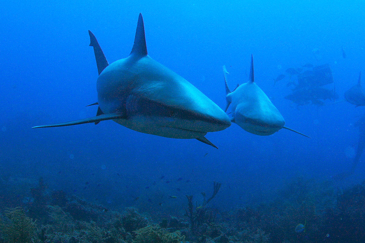 Le requin-citron (Negaprion brevirostris) doit son nom à sa couleur tirant sur le jaune. Il peut atteindre jusqu'à 3,4 m de long et vivre 25 ans. © mentalblock_DMD, Flickr, cc by nc sa 2.0
