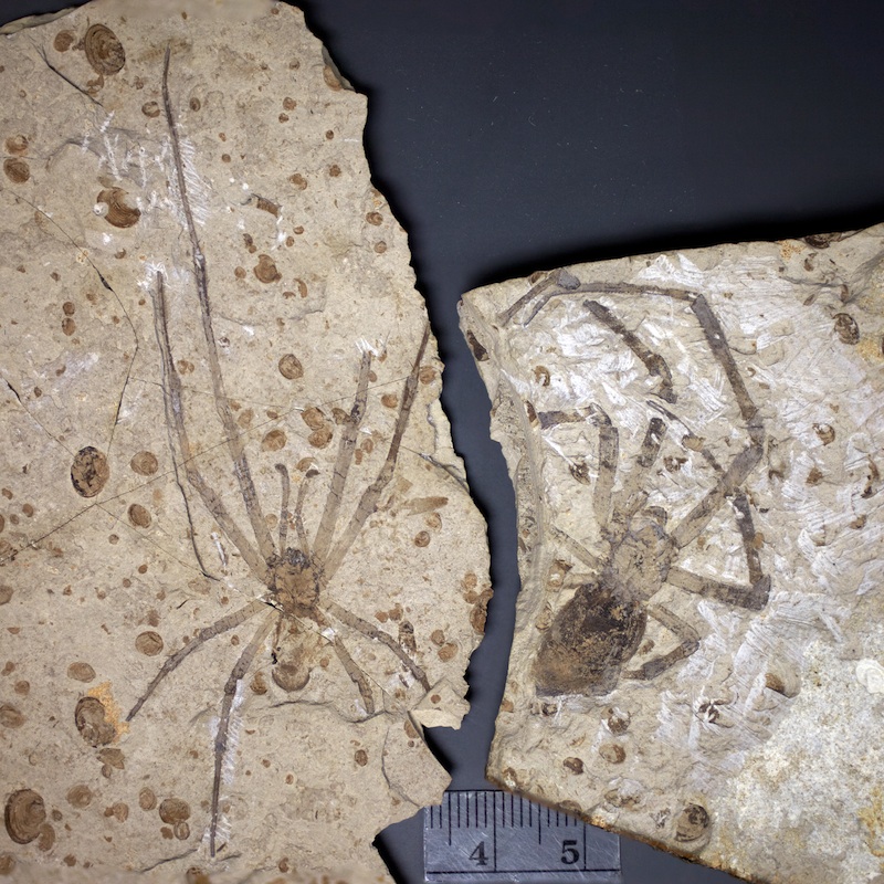 Sur la droite de cette photographie se trouve la plus grande araignée fossile connue, celle qui a été décrite en 2011. Il s'agit d'une Mongolarachne jurassica de sexe féminin. À gauche se trouve le fossile de l'individu mâle décrit en 2013. © Selden et al., 2013, Naturwissenschaften