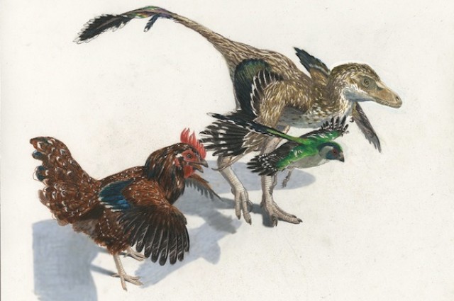 Deux oiseaux actuels et un théropode à plumes : ce sont des cousins proches. Les ancêtres des premiers devaient ressembler au troisième. © Jason Brougham