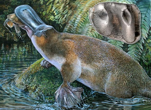 Représentation artistique d'un Obdurodon tharalkooschild se nourrissant d'une tortue dans un environnement proche de celui qui devait exister à&nbsp;Riversleigh (Australie) voici 5 à 15 millions d'années. L'encart à droite et en haut&nbsp;de l'image montre la molaire fossilisée de l'ornithorynque qui a été&nbsp;mise au jour par&nbsp;Rebecca Pian, sur ce même site. © Peter Schouten (dessin) et&nbsp;Rebecca Pian (photographie de la dent)