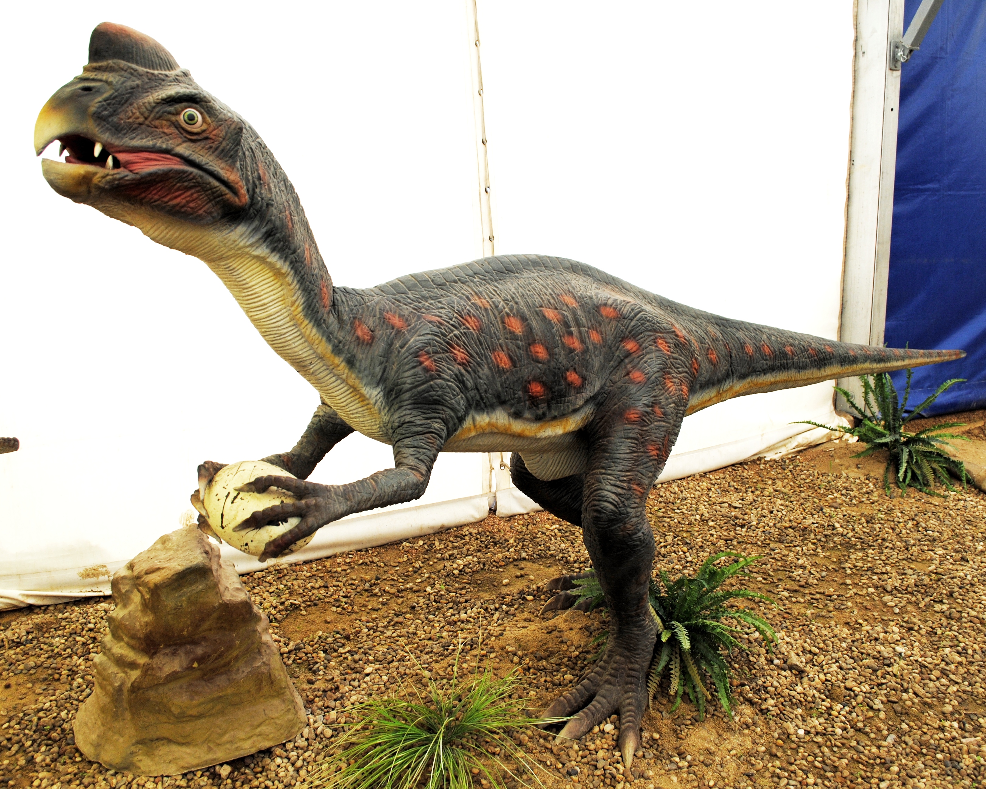 L'équipe a travaillé sur deux espèces très différentes dont un oviraptoridé. Dans cette famille de dinosaures, on avait une bouche édentée, des os creux, des jambes puissantes et trois longs doigts crochus. Proches des oiseaux, ces animaux devaient être très actifs. © HombreDHojalata
