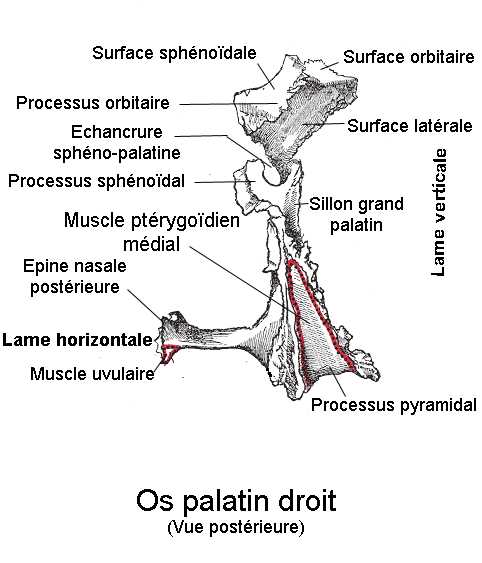 L’os palatin comprend une partie verticale et une partie horizontale. © Berichard, Wikipedia, CC by-sa 3.0