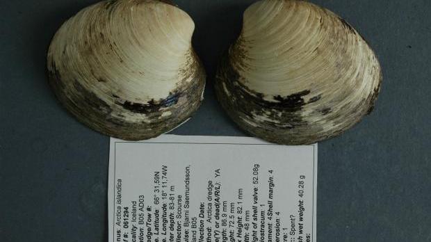 Voici les coquilles de Ming, un mollusque bivalve mort à l'âge de 507 ans. Il mesurait 86,9 mm de long. © Université de Bangor