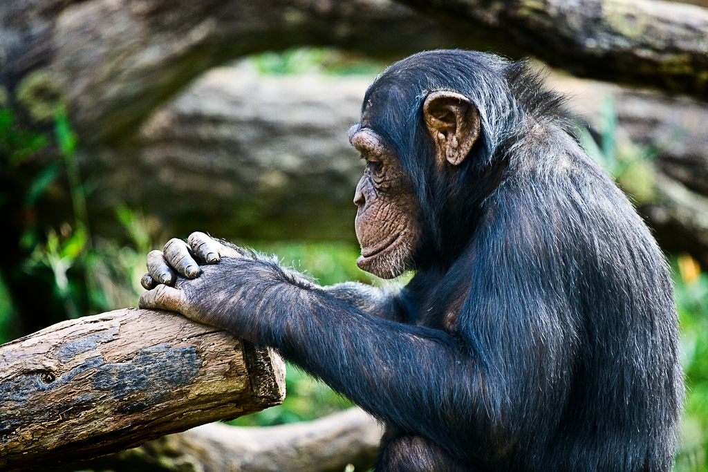 Ce chimpanzé (Pan troglodytes) va-t-il se jeter à l'eau ? En tout cas, il sait nager et même faire des apnées.&nbsp;©&nbsp;irishwildcat, Flickr, cc by 2.0