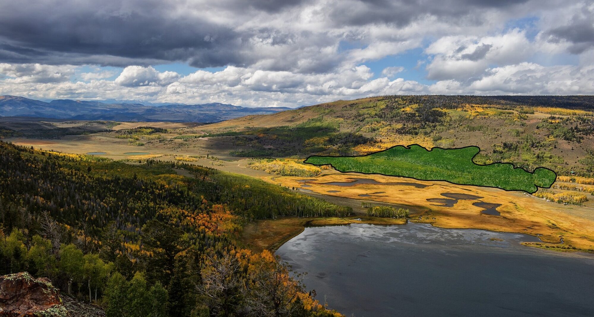 Écoutez Pando, le plus grand et le plus vieil organisme vivant sur Terre