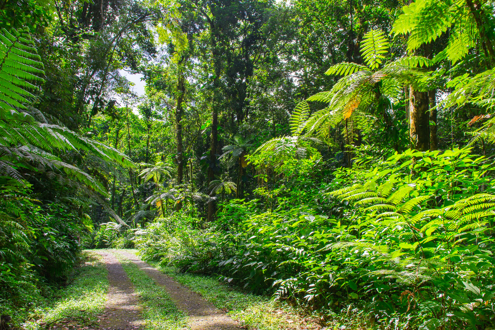 Par les traces « sentiers balisés » du Parc national de la Guadeloupe... © Nicolas, Fotolia