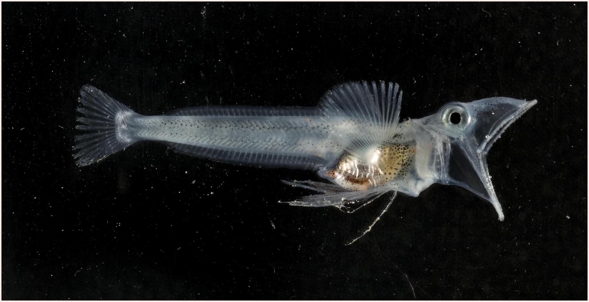 Si toutes les extravagances des poissons des glaces ne suffisaient pas, les poissons des glaces ne possèdent pas non plus d'écailles. © Peter Bucktrout