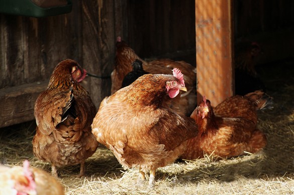 Les grippes aviaires sont des maladies virales qui affectent les oiseaux mais peuvent se transmettre à l'Homme par les élevages. Plusieurs souches de virus sont connues.&nbsp;© Phovoir